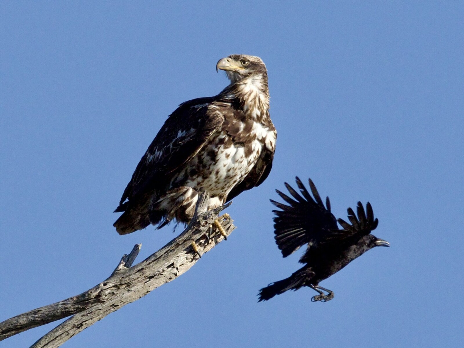 Immature Bald Eagle Mobbed by Crow