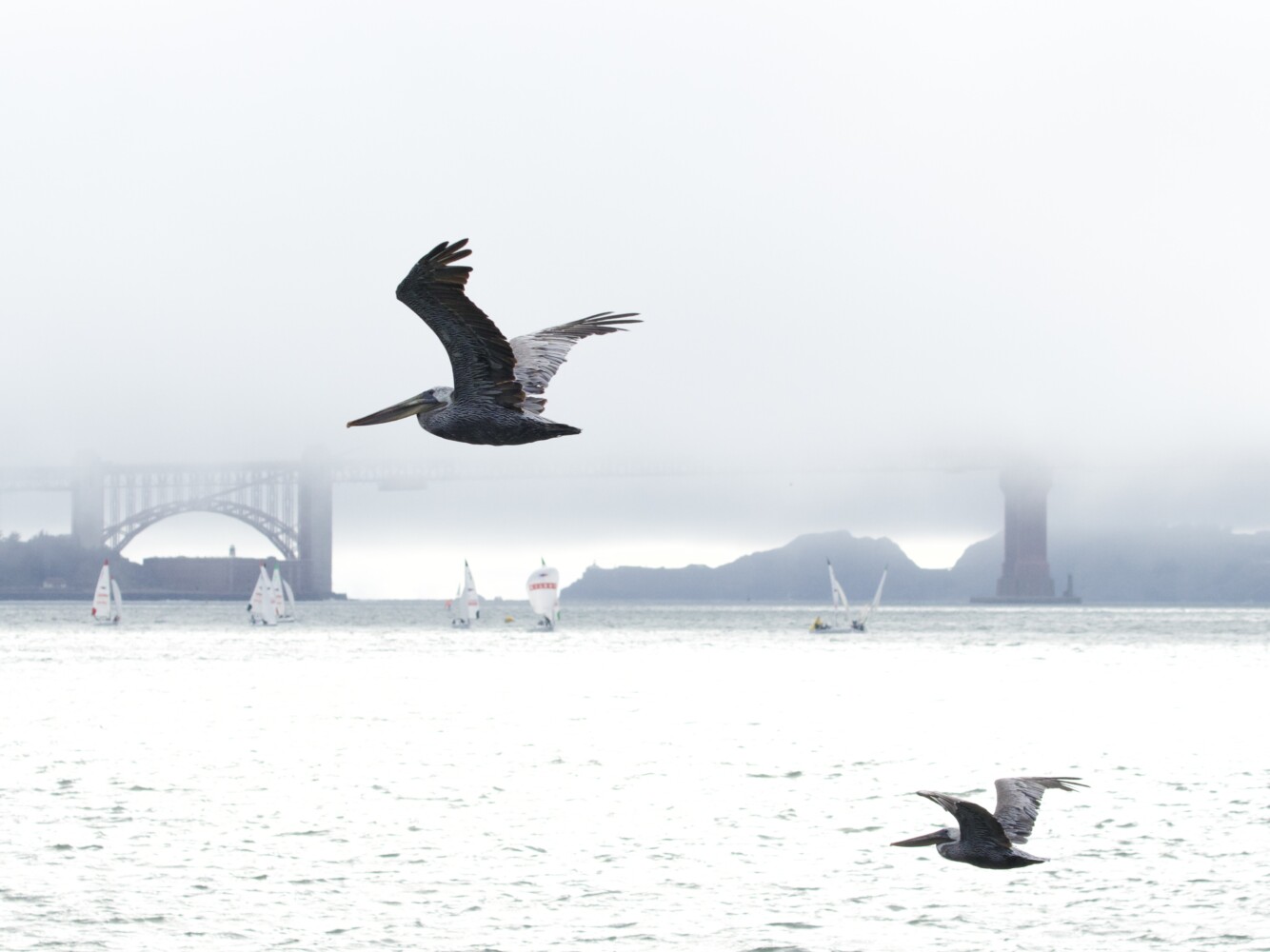 Brown Pelicans on San Francisco Bay
