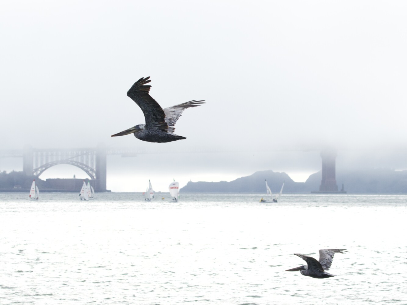 Brown Pelicans on San Francisco Bay Brown Pelicans on San Francisco Bay