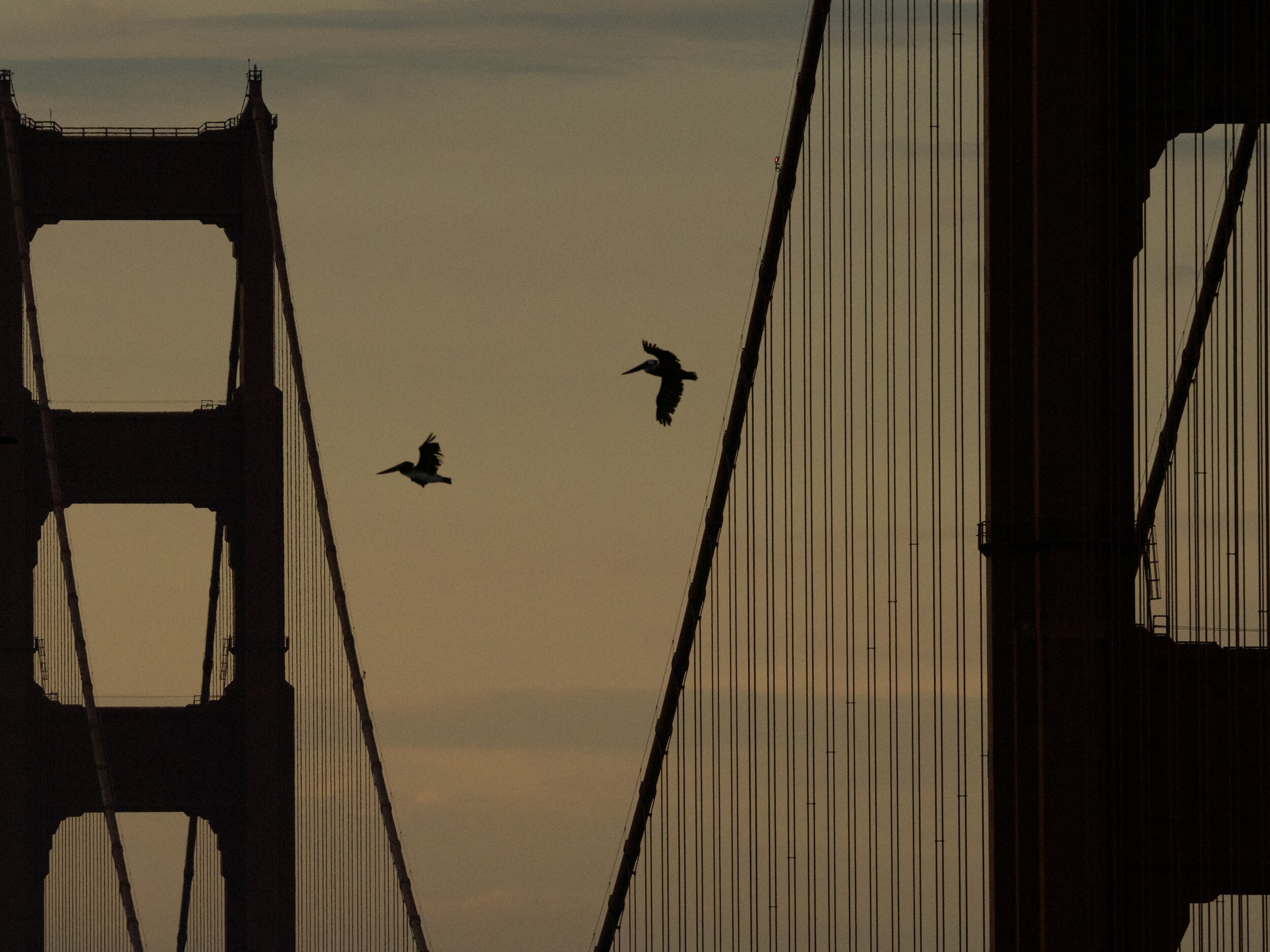 Brown Pelicans Flying Over Golden Gate Bridge