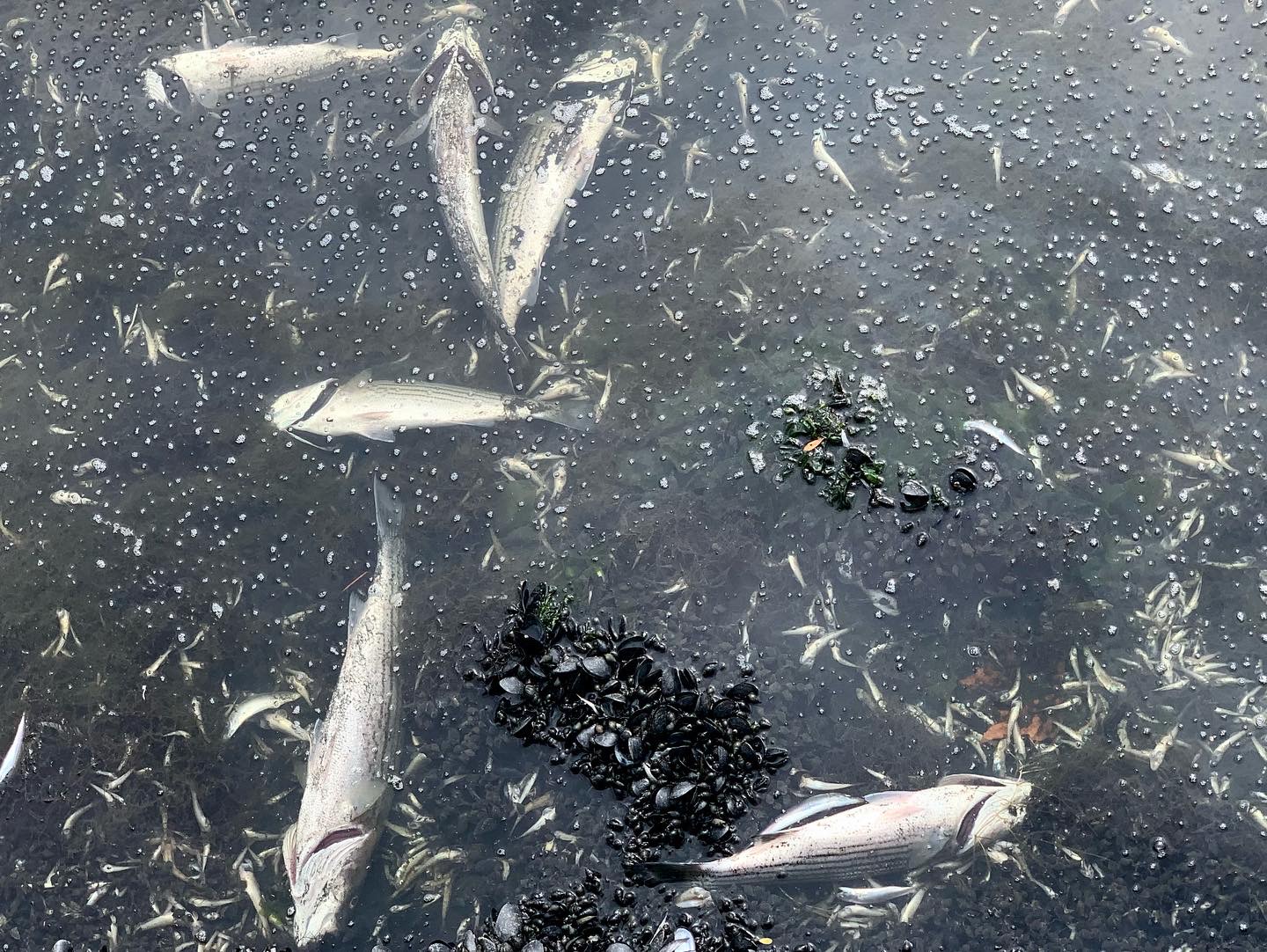 Fish Die-Off in Lake Merritt