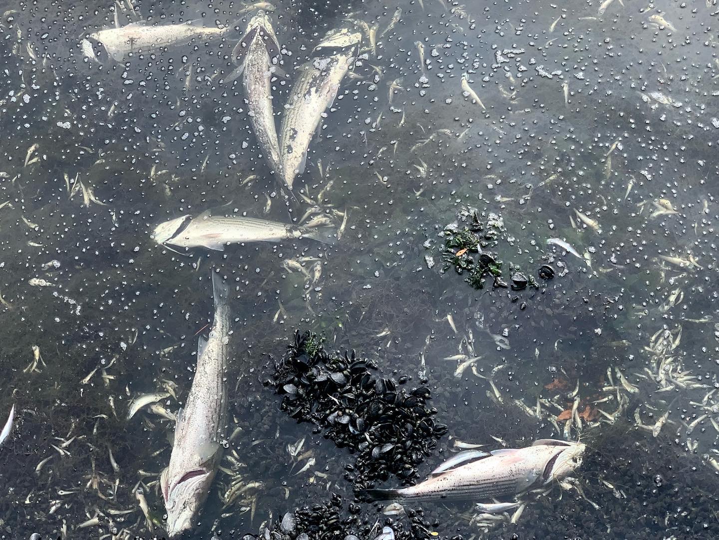 Fish Die-Off in Lake Merritt Fish Die-Off in Lake Merritt