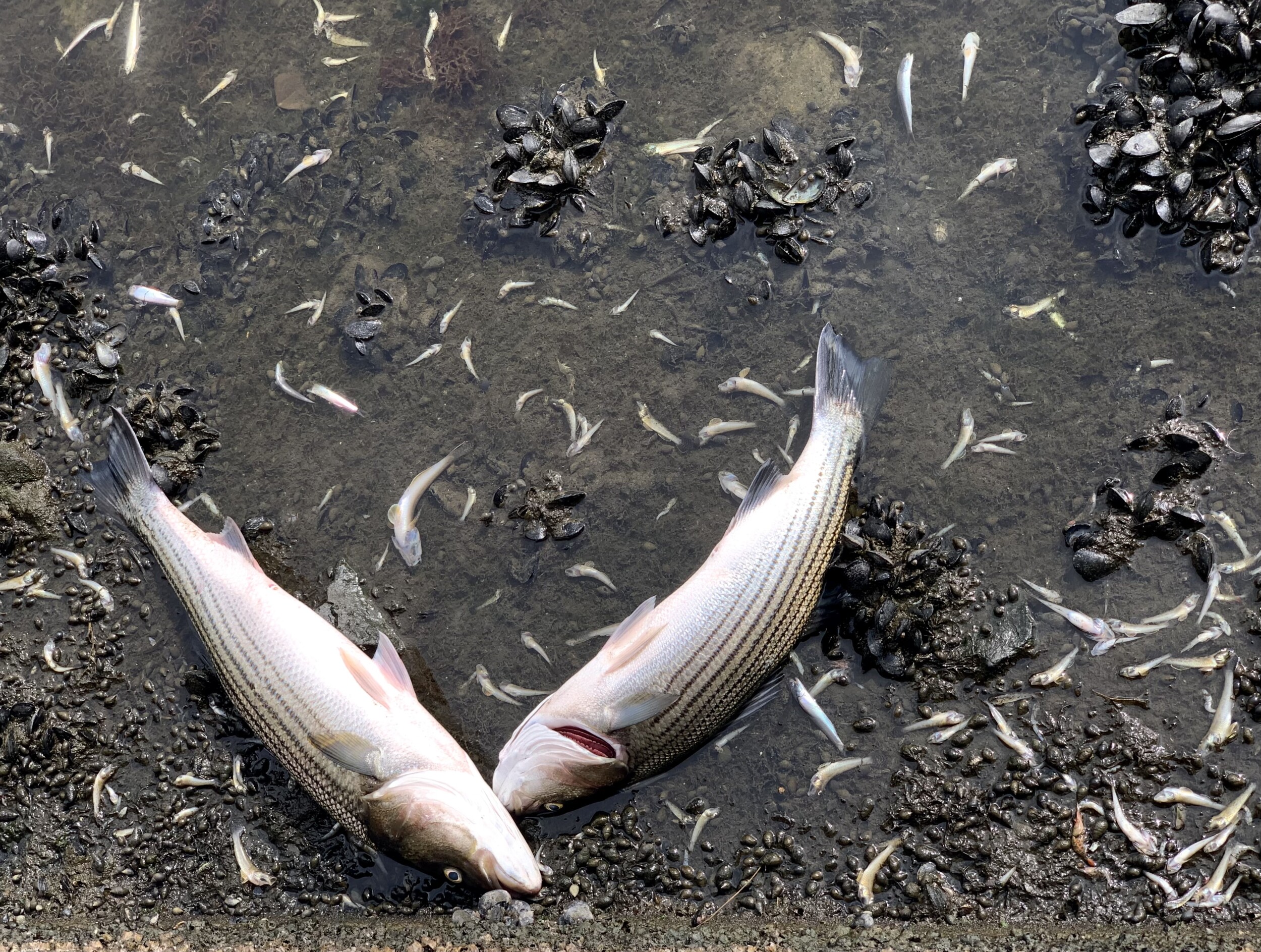 Fish Kill in Lake Merrit