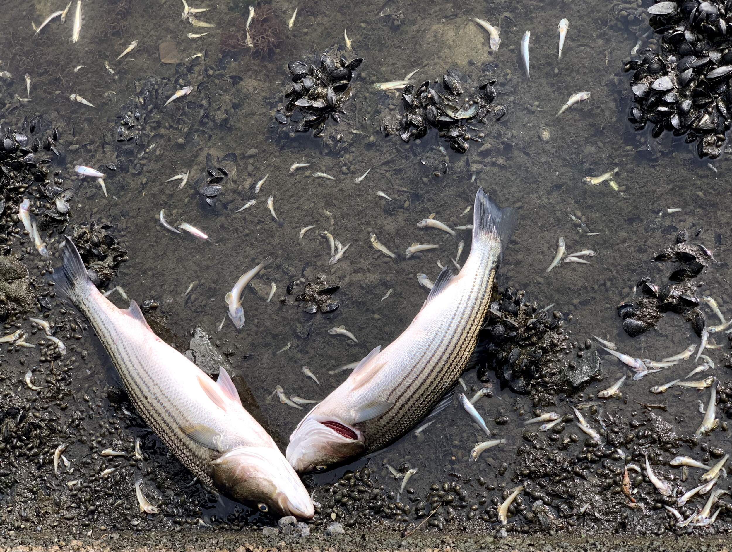 Fish Kill in Lake Merrit Fish Kill in Lake Merrit