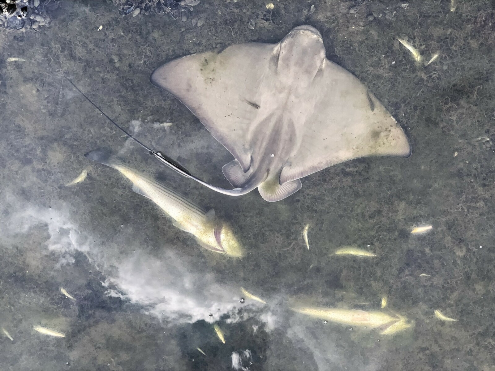 Dead Bat Ray in Lake Merritt Dead Bat Ray in Lake Merritt