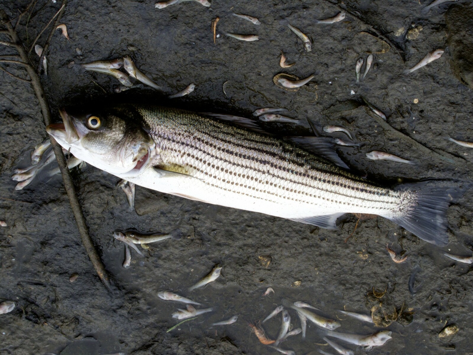 Dead Striped Bass at Lake Merritt