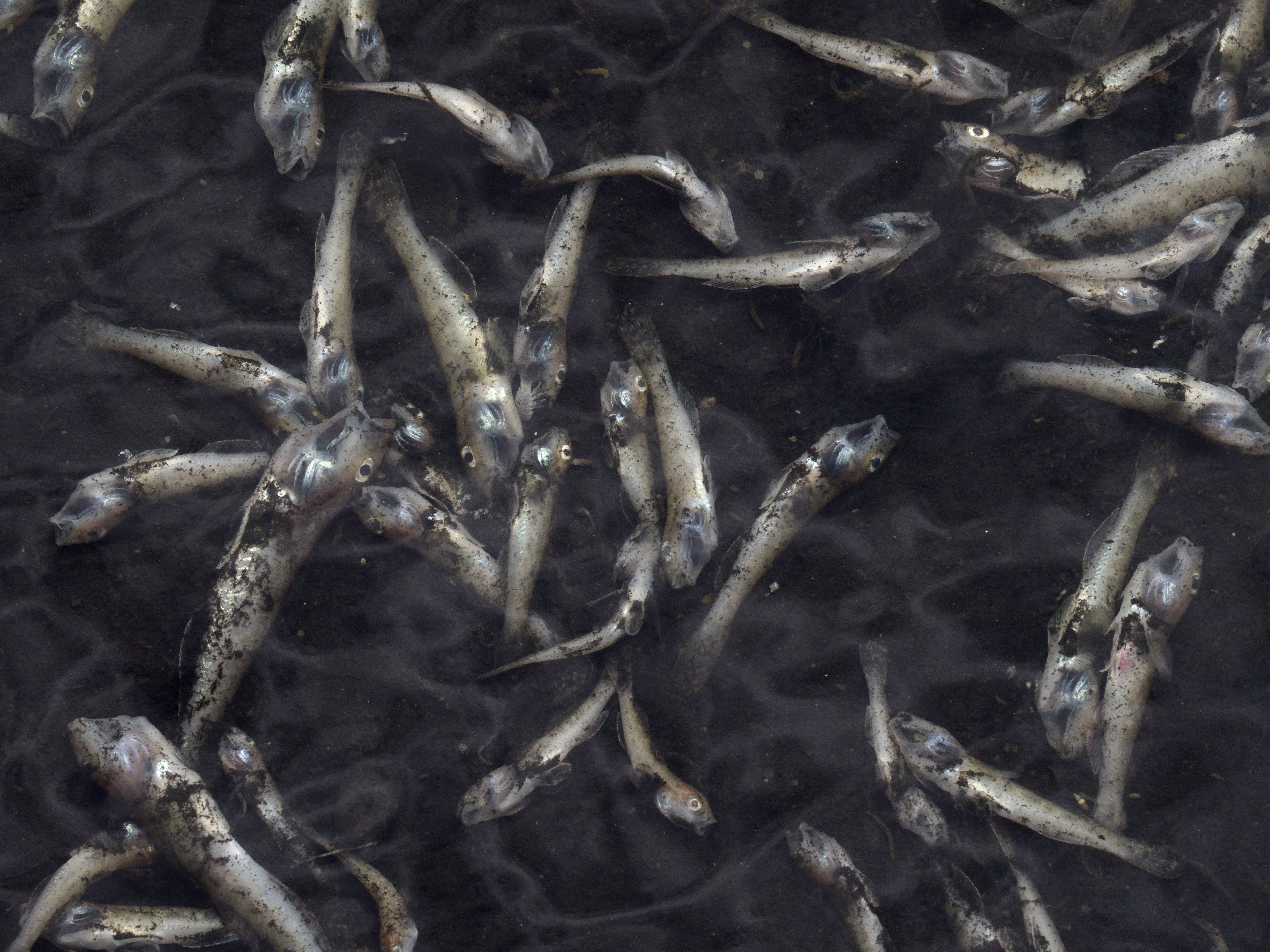 Dead Fish at Lake Merritt Dead Fish at Lake Merritt