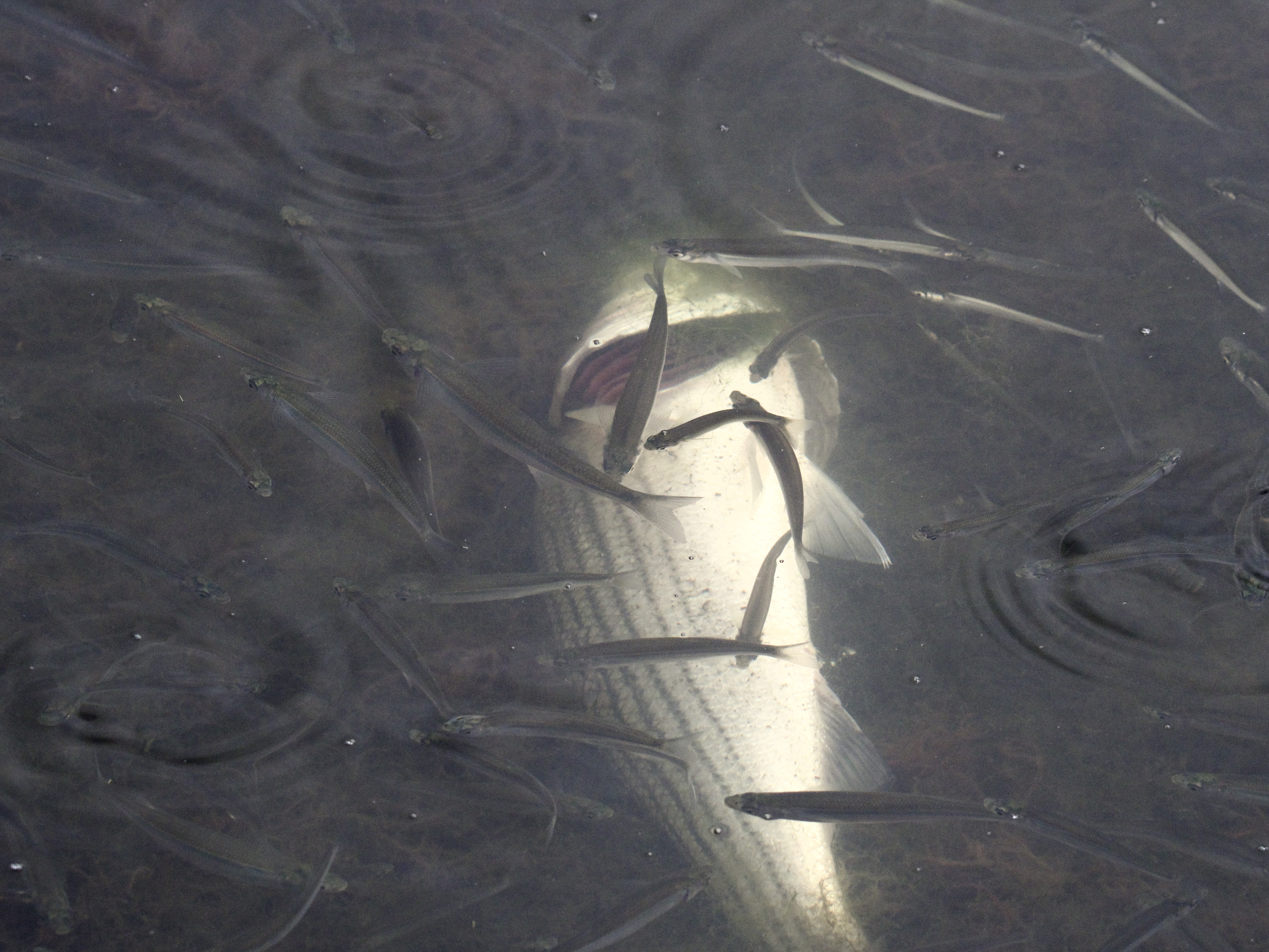 Fish Die-Off on Lake Merritt