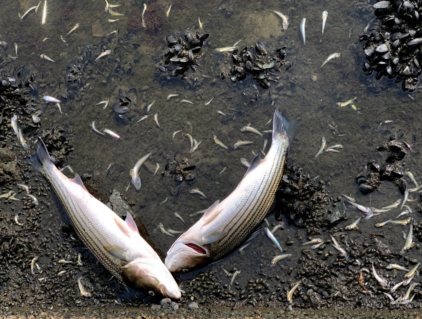 Massive Fish Die-Off in Lake Merritt Oakland
