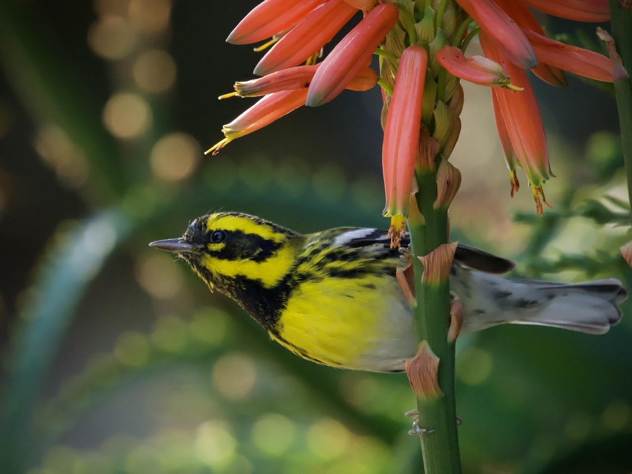 Townsend's Warbler on Agave Plant in San Francisco Botanical Garden