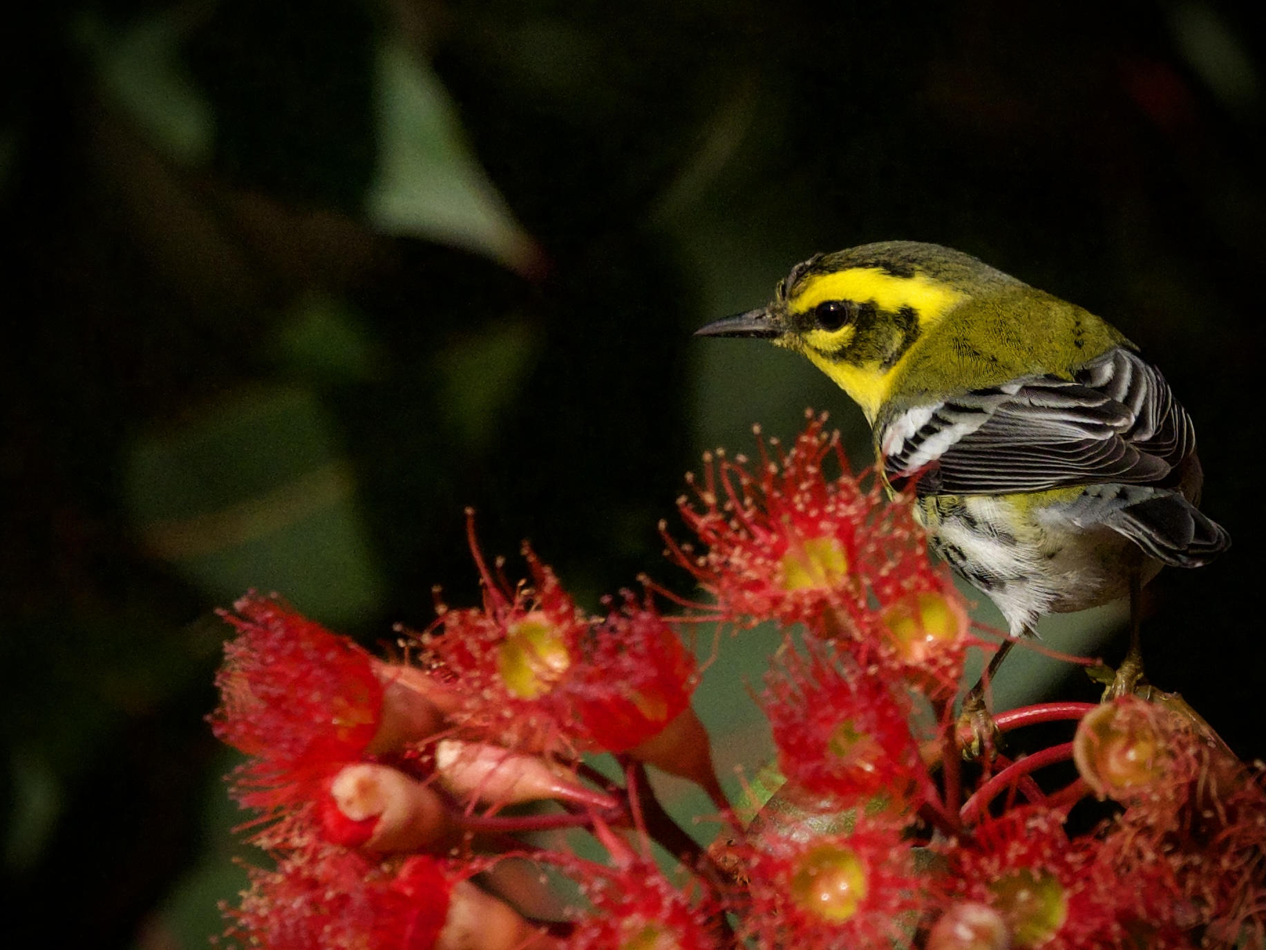 Townsend's Warbler on Corymbia Tree