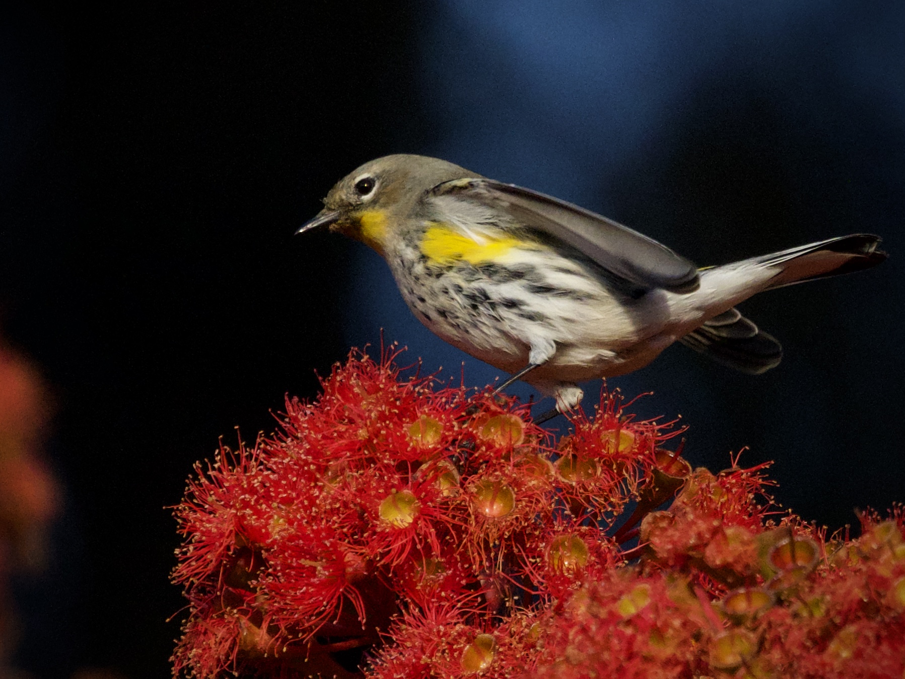 Yellow-Rumped Warbler in Corymbia Red Gum Tree San Francisco