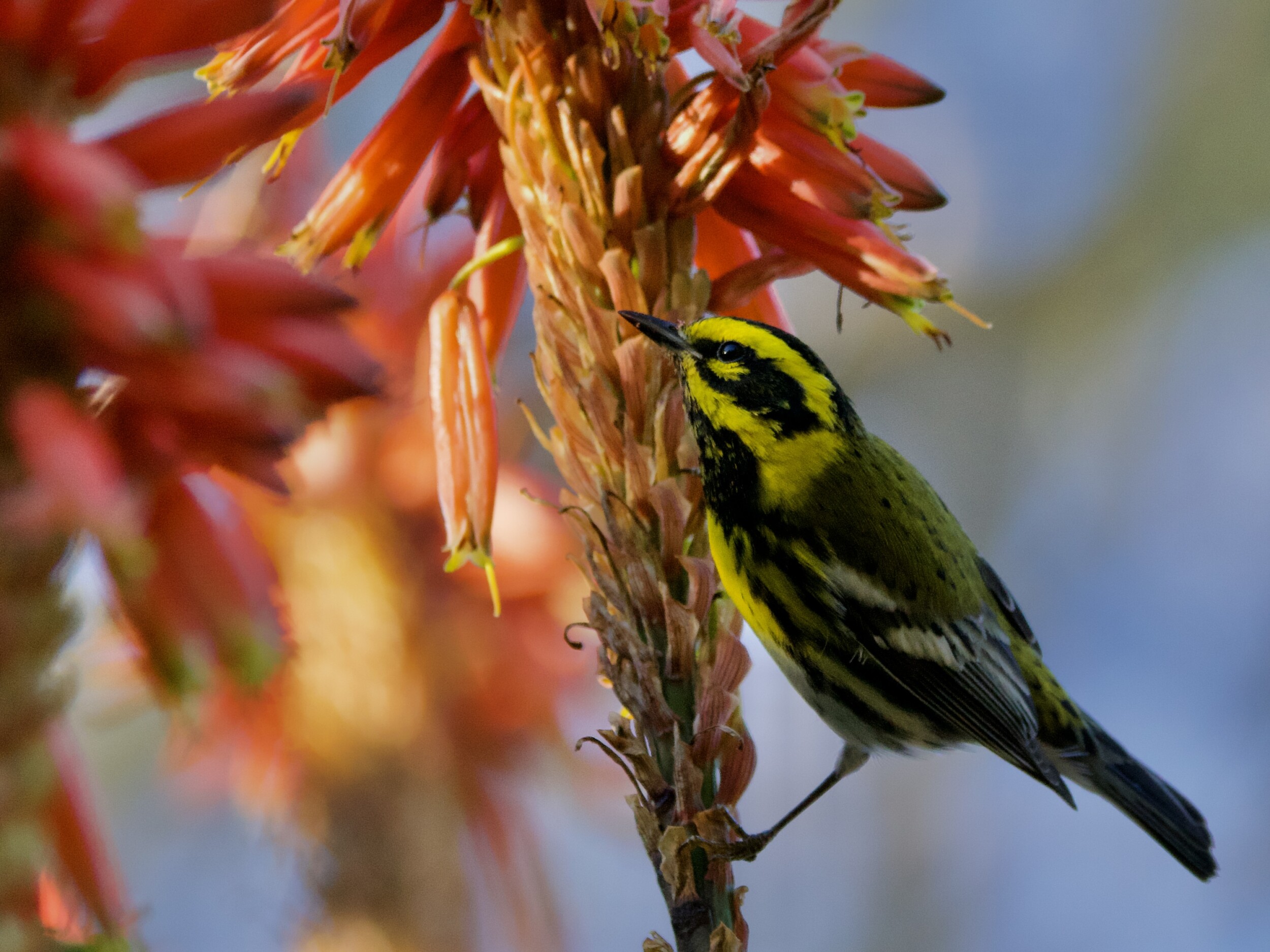 Townsend's Warbler on Agave Plant in San Francisco Botanical Succulent Garden