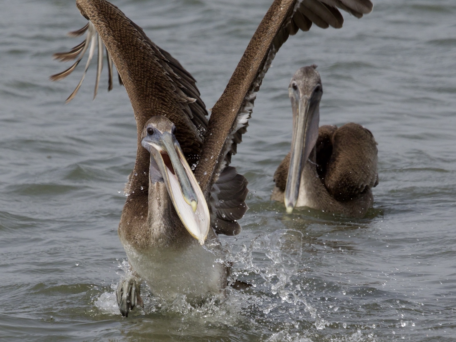 Brown Pelican Bathing in Crissy Marsh San Francisco