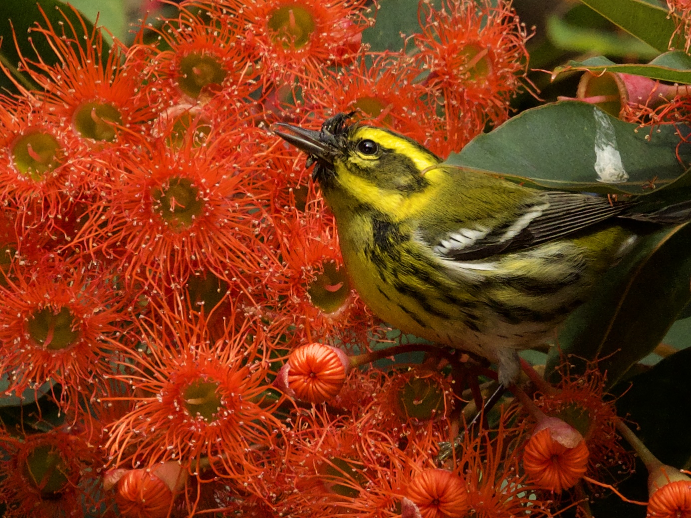 Townsend's Warbler in Corymbia Red Gum Tree San Francisco