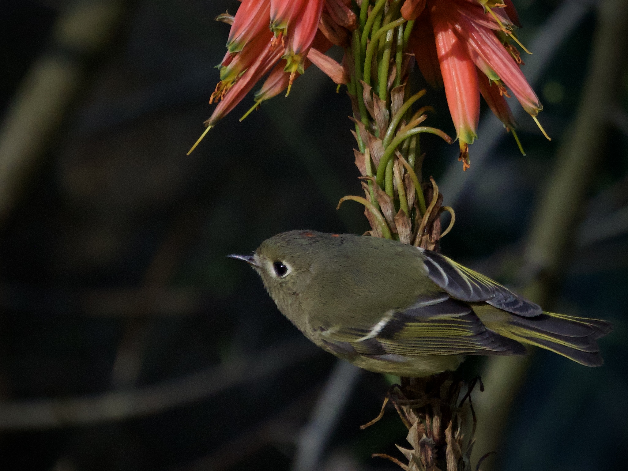 Ruby-Crowned Kinglet on Agave Plant