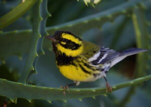 Townsend's Warbler on Agave Plant