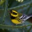 Townsend's Warbler on Agave Plant