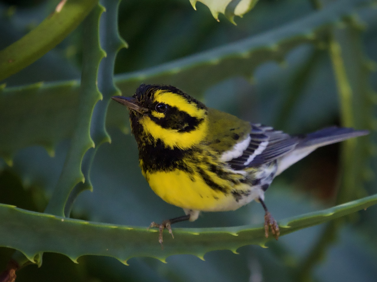Townsend's Warbler on Agave Plant