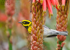 Townsend's Warbler on Aloe Plant