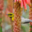 Townsend's Warbler on Aloe Plant