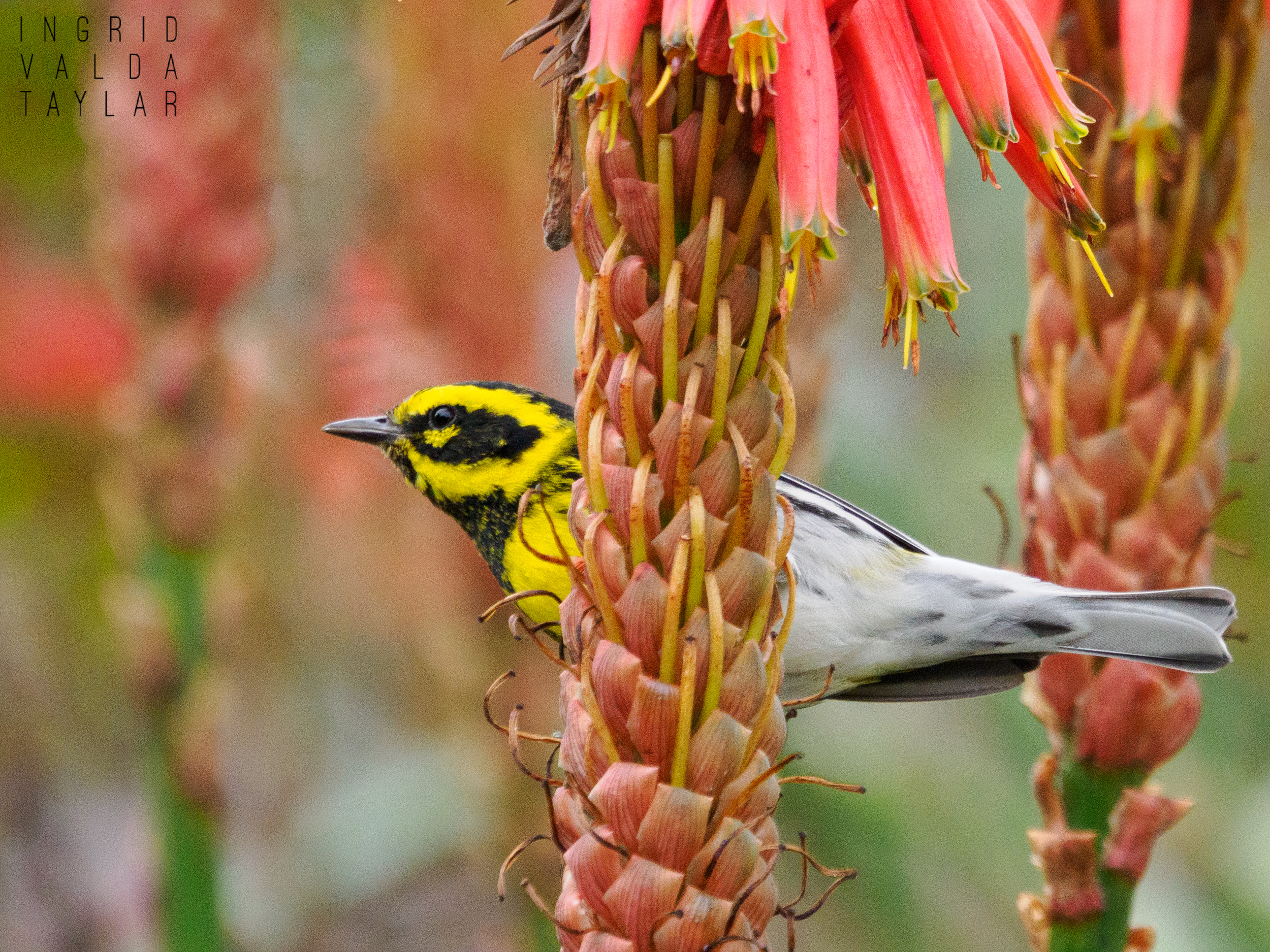 Townsend's Warbler on Aloe Plant