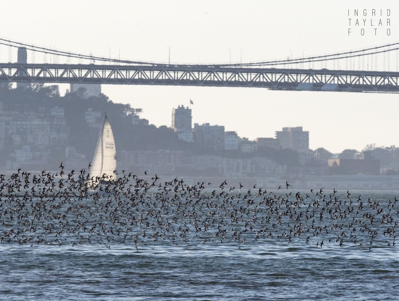 Shorebird Flock on San Francisco Bay