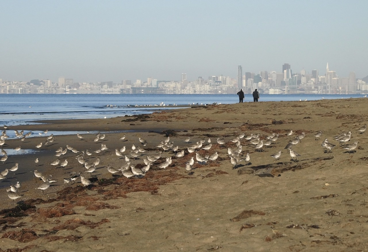 Shorebirds and San Francisco Skyline