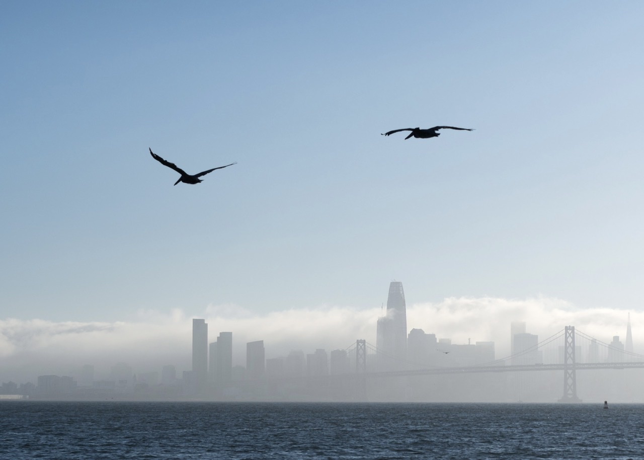 Pelicans Over San Francisco and Bay Bridge
