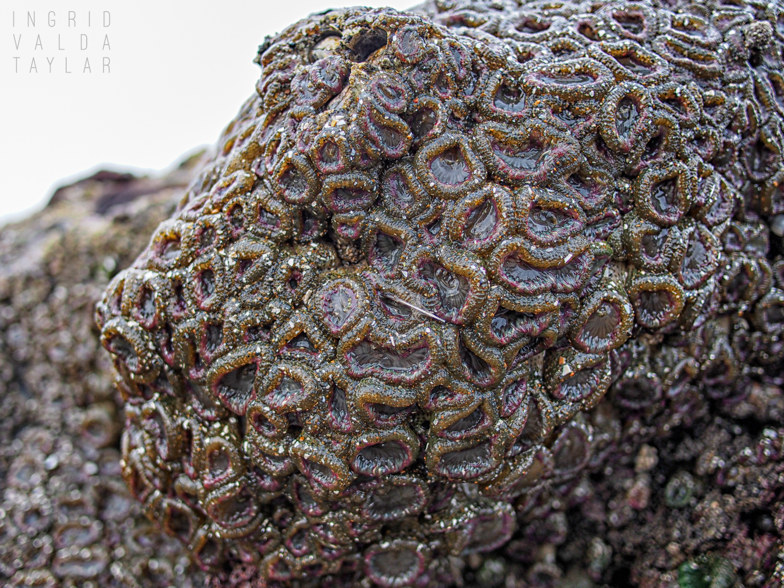 Aggregate Anemones on Oregon Coast