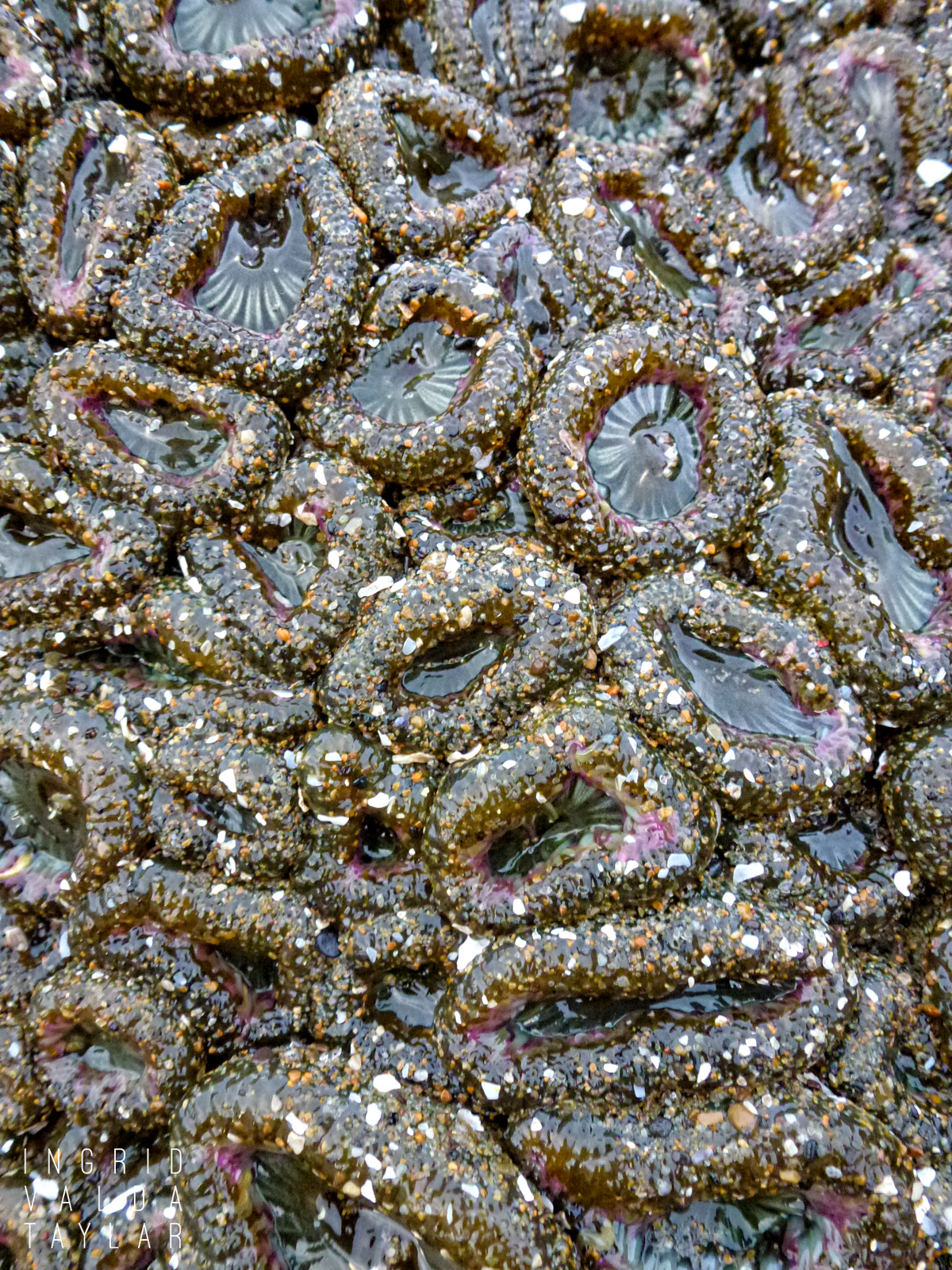 Aggregating Anemones on Oregon Coast