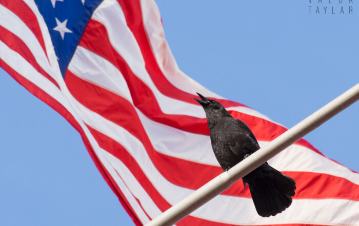 American Crow with American Flag