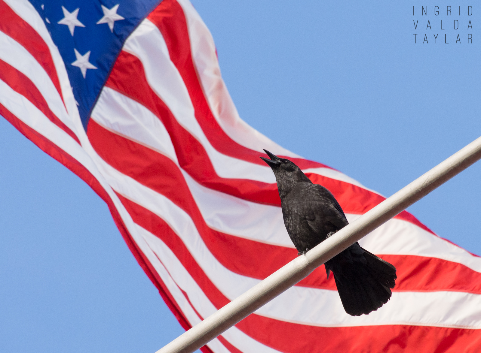 American Crow with American Flag