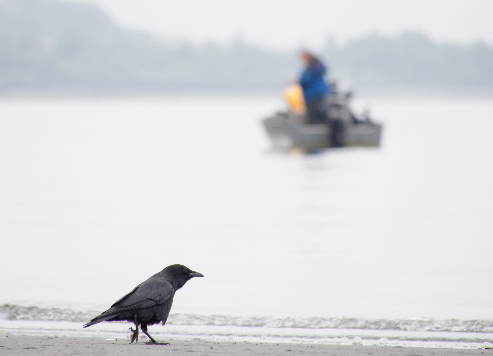 American Crow Foraging at Golden Gardens Seattle