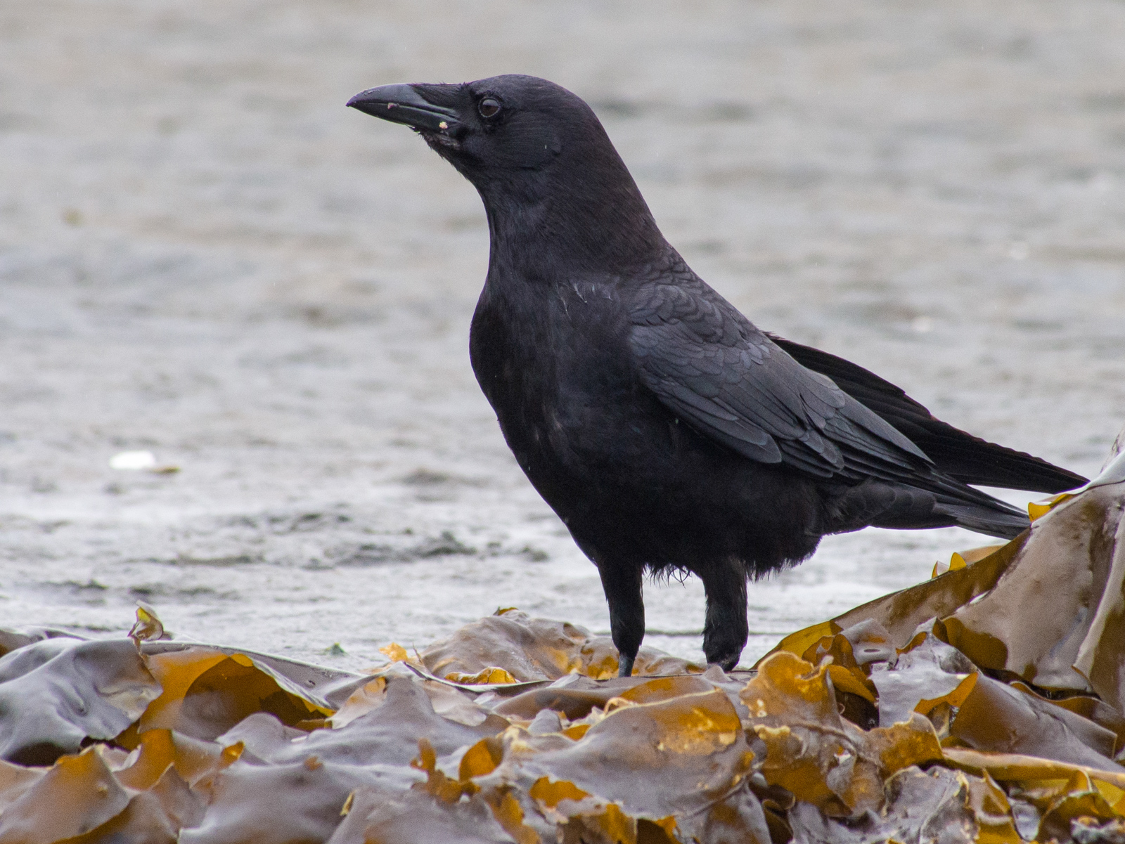 American Crow Foraging on Puget Sound Low Tide 5-2013