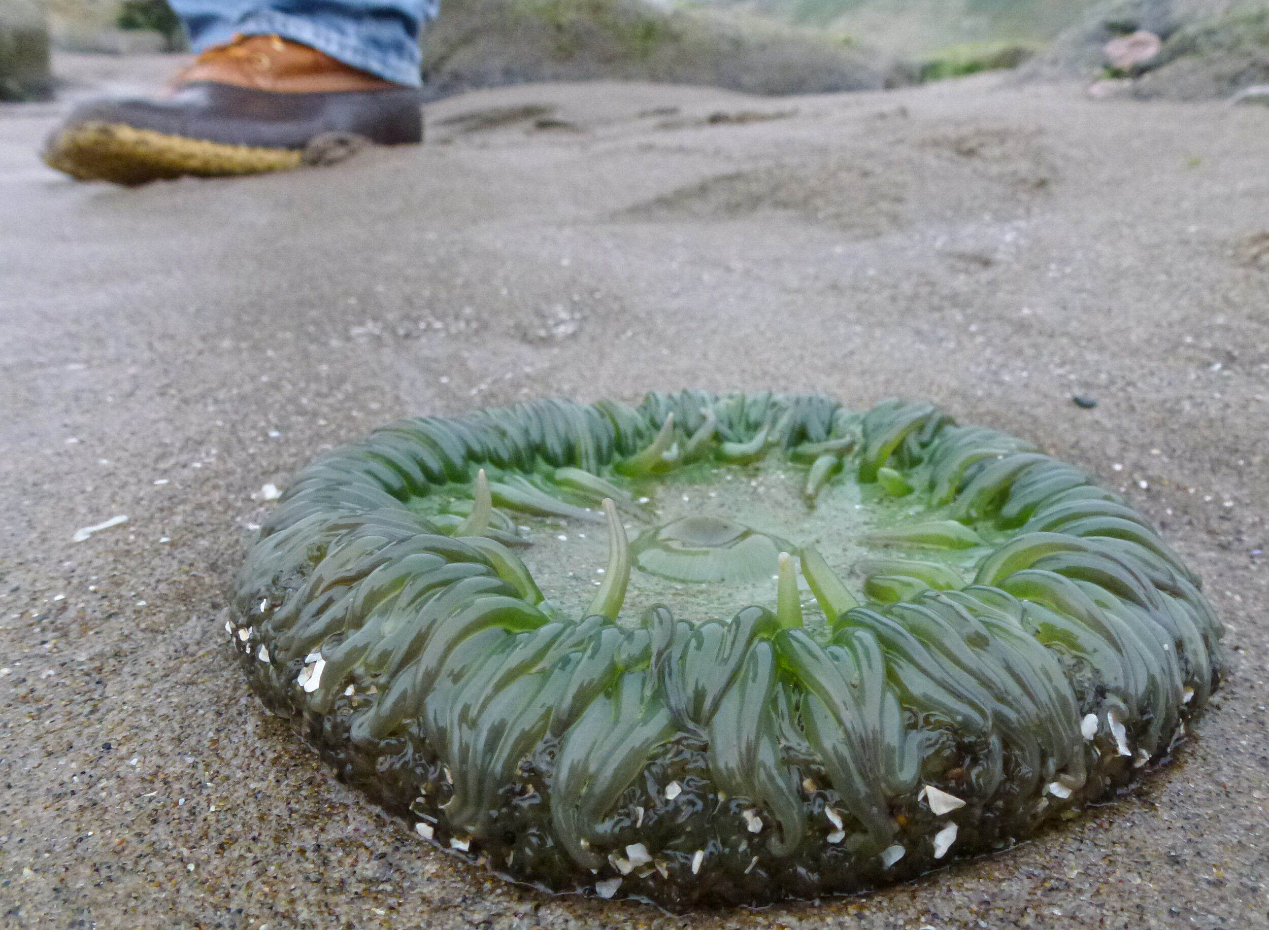 ANEM7 – Watch Your Step – Green Anemone on Oregon Coast Green Anemone on Oregon Coast