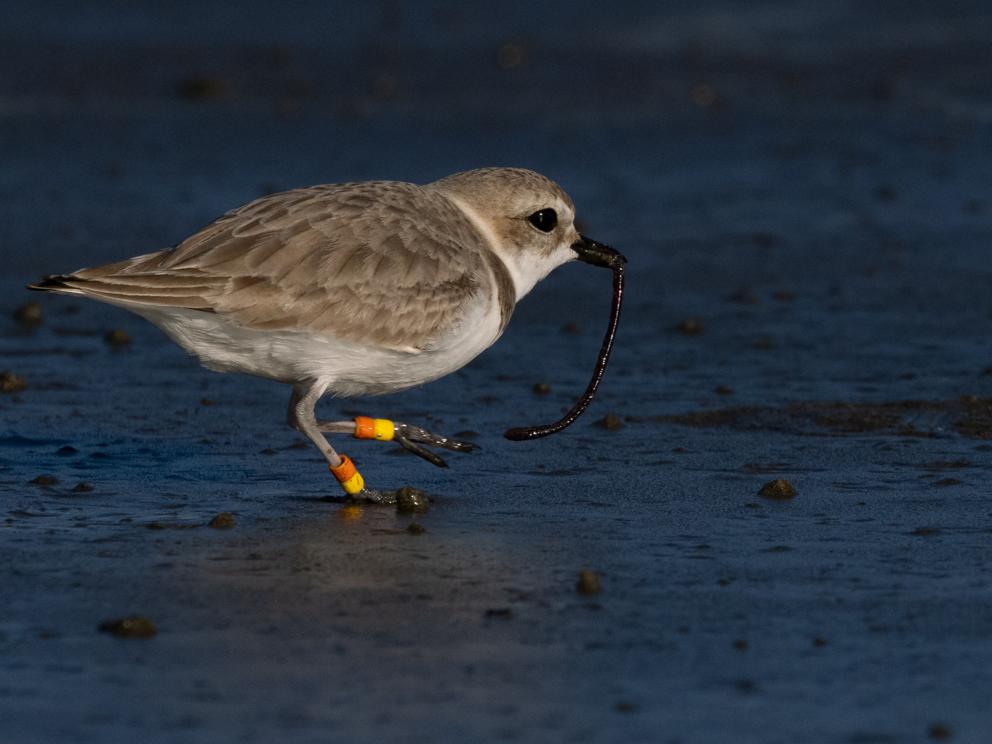 Banded Snowy Plover on Ocean Beach SF - Orange Over Yellow