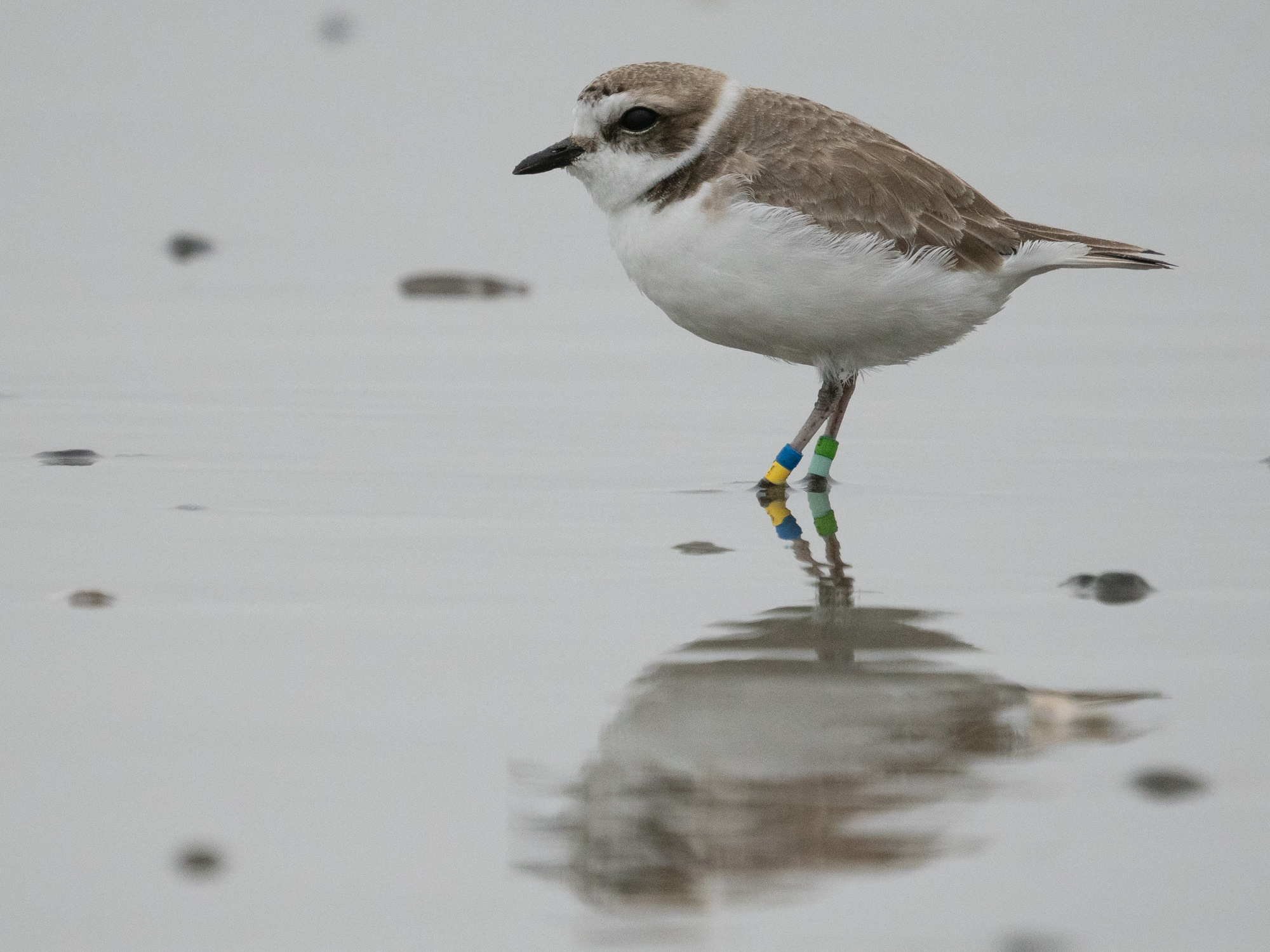 Banded Snowy Plover on Ocean Beach SF - Green Over Lime