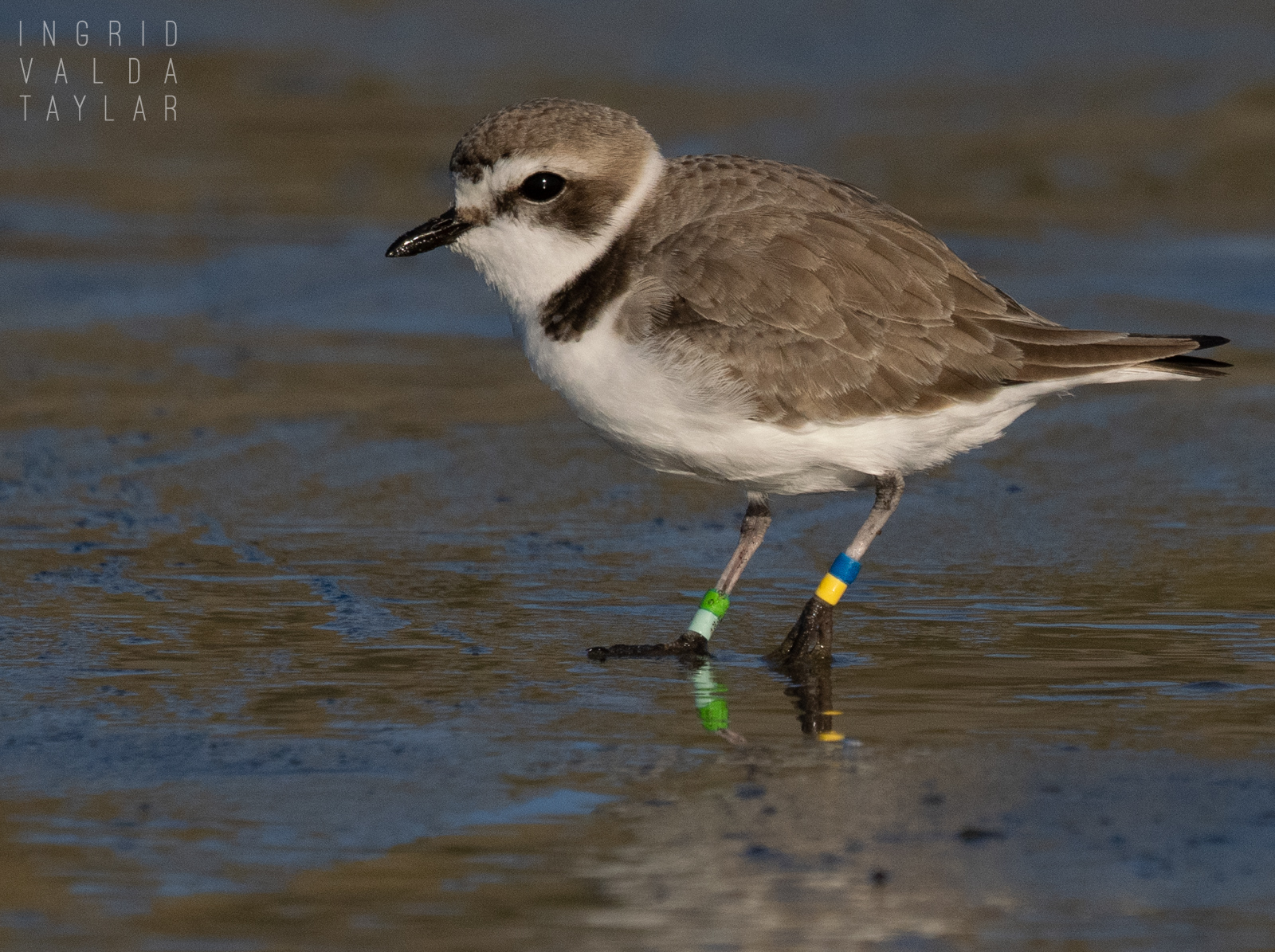 Banded Snowy Plover in San Francisco Blue Over Yellow
