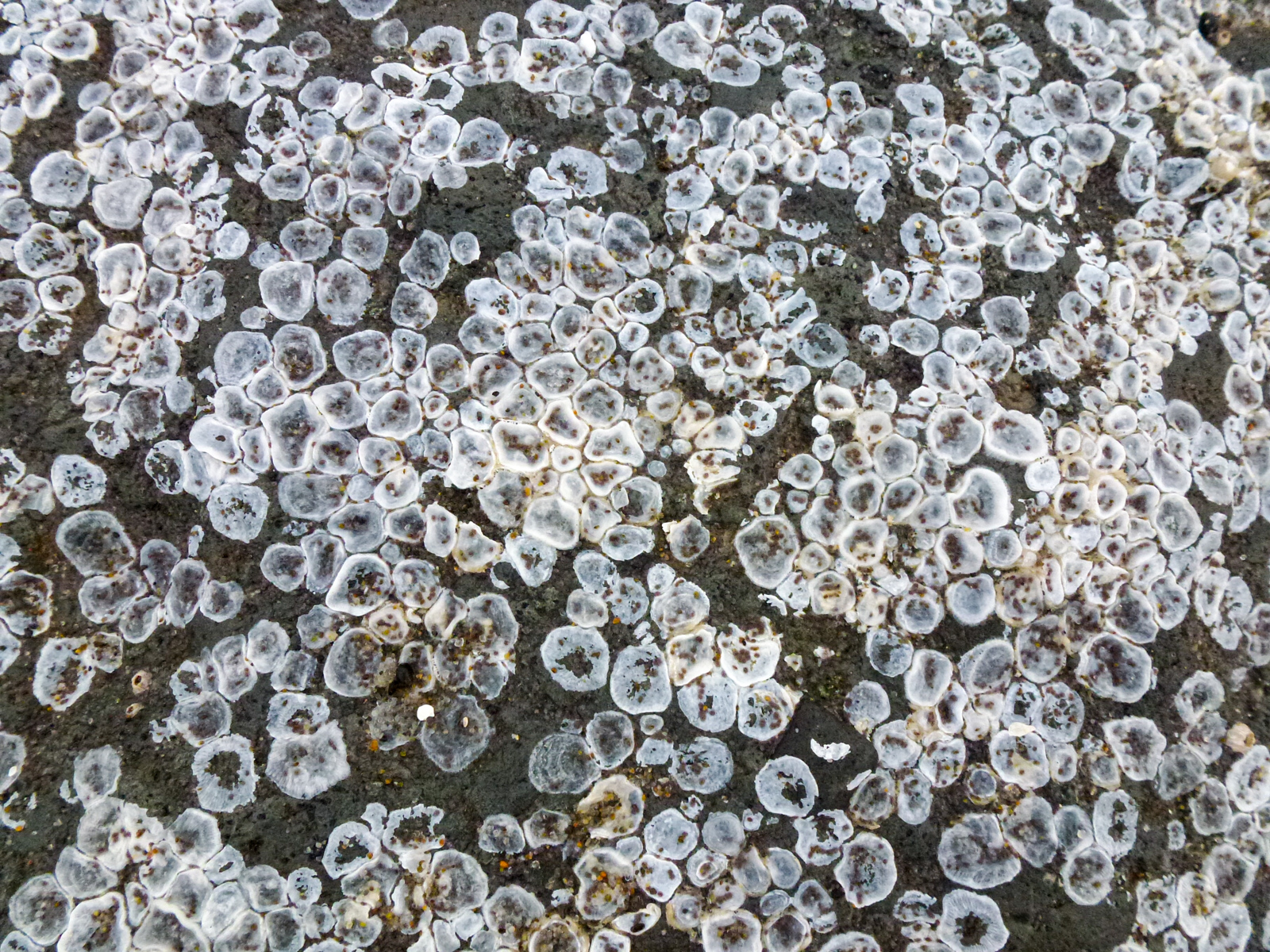 Barnacle Marks at Low Tide