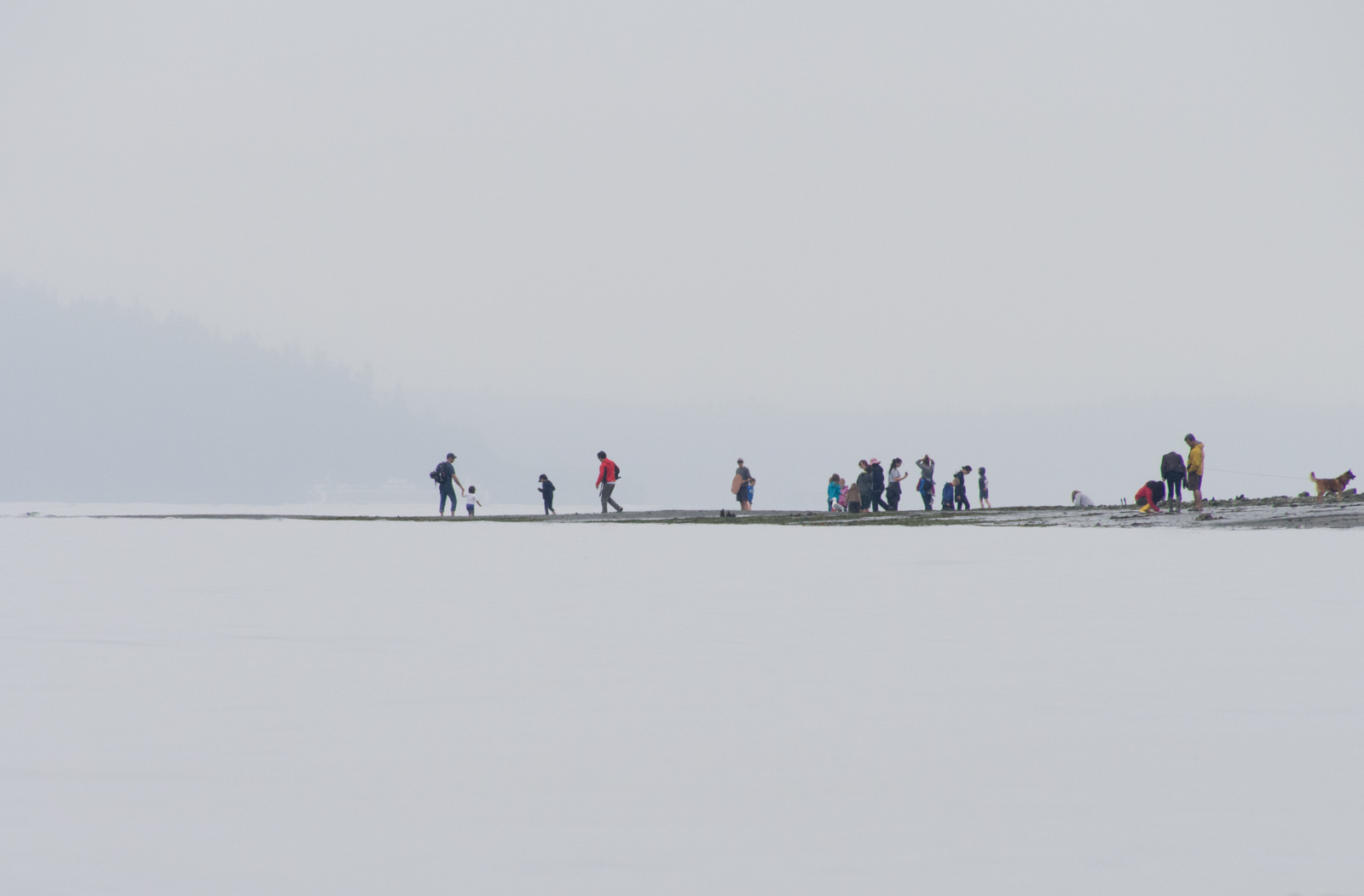 Beachcombers on Puget Sound Low Tide