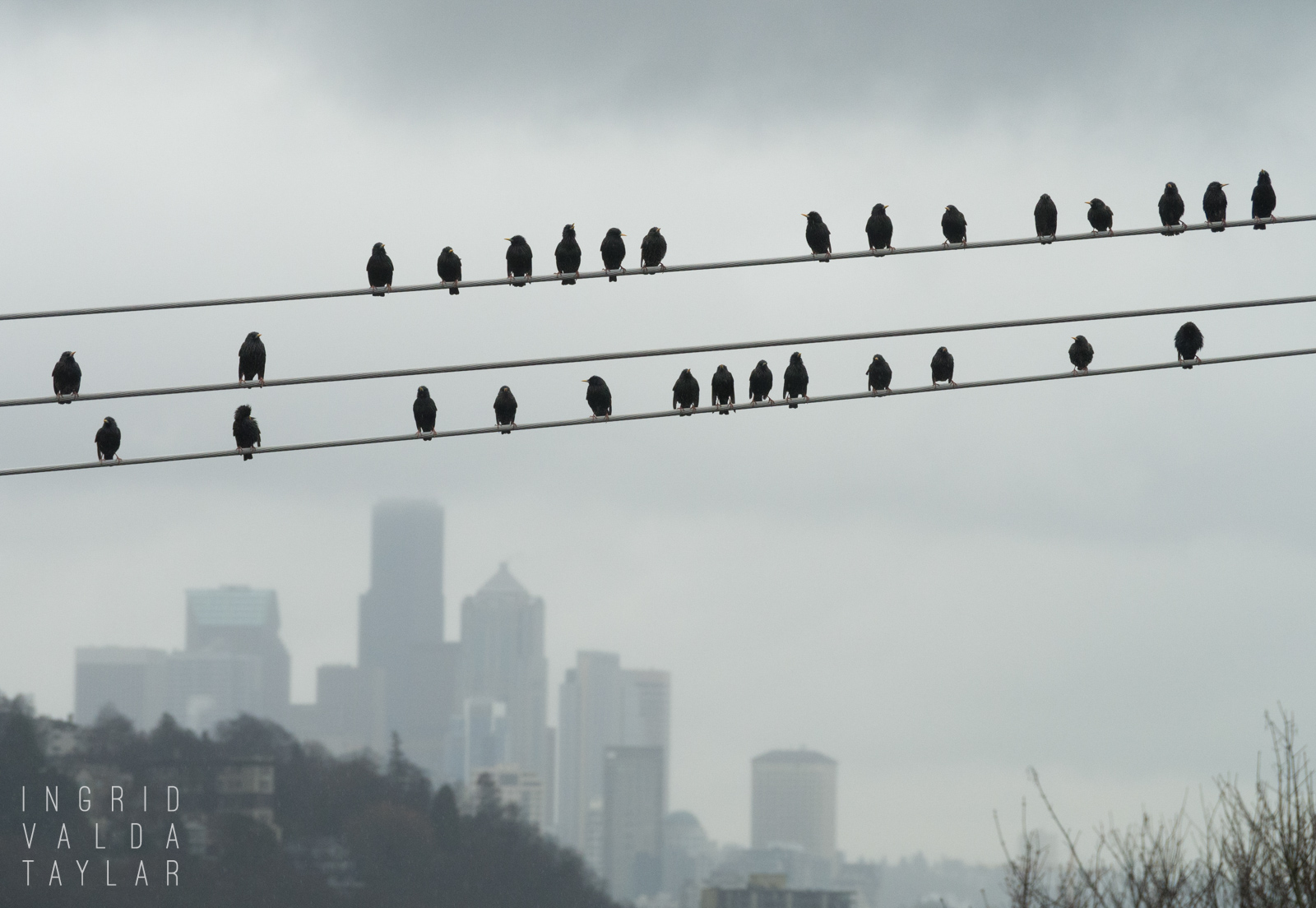 Birds on a Wire Over Seattle