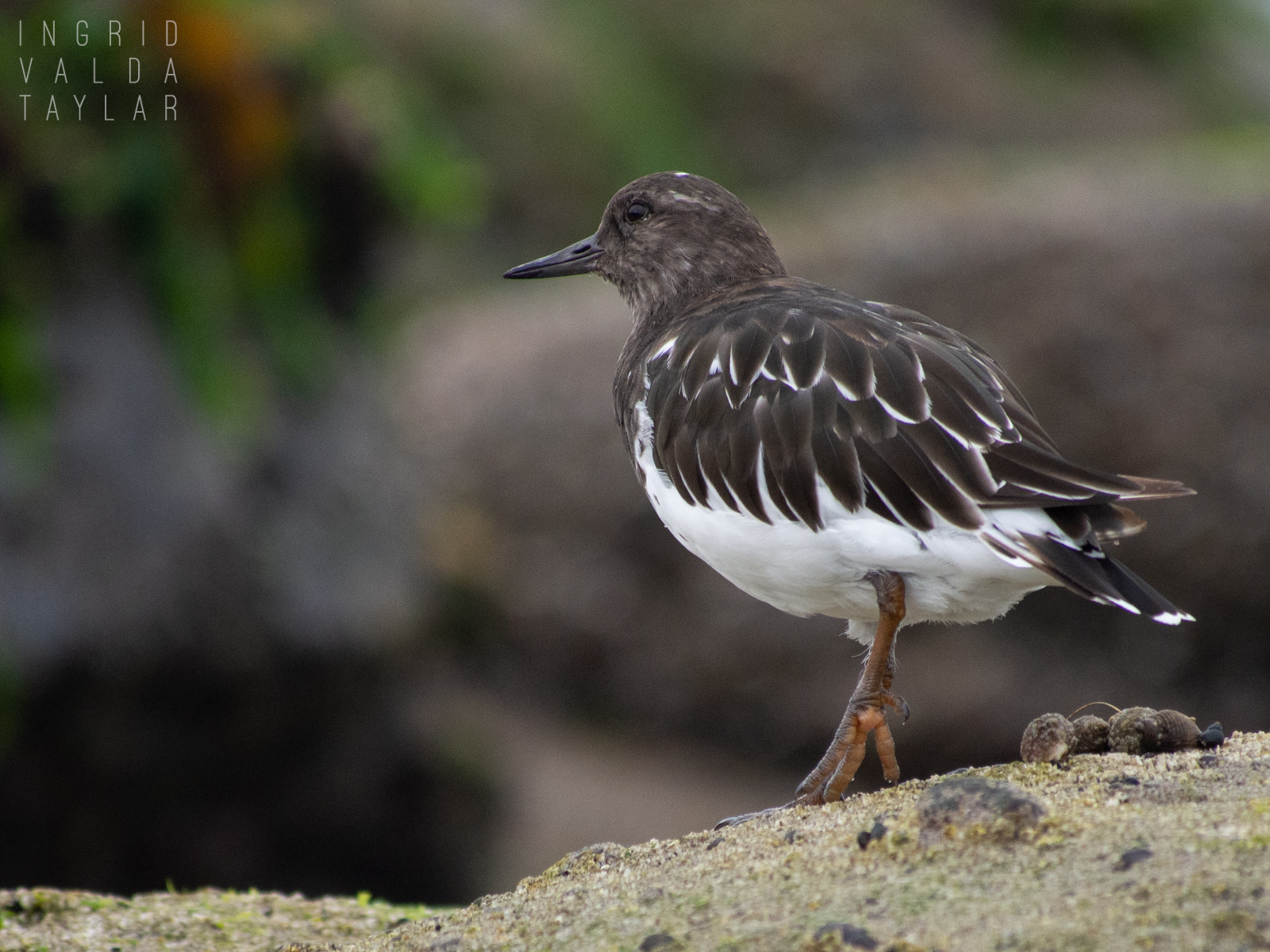 Black Turnstone Foraging on Oregon Coast