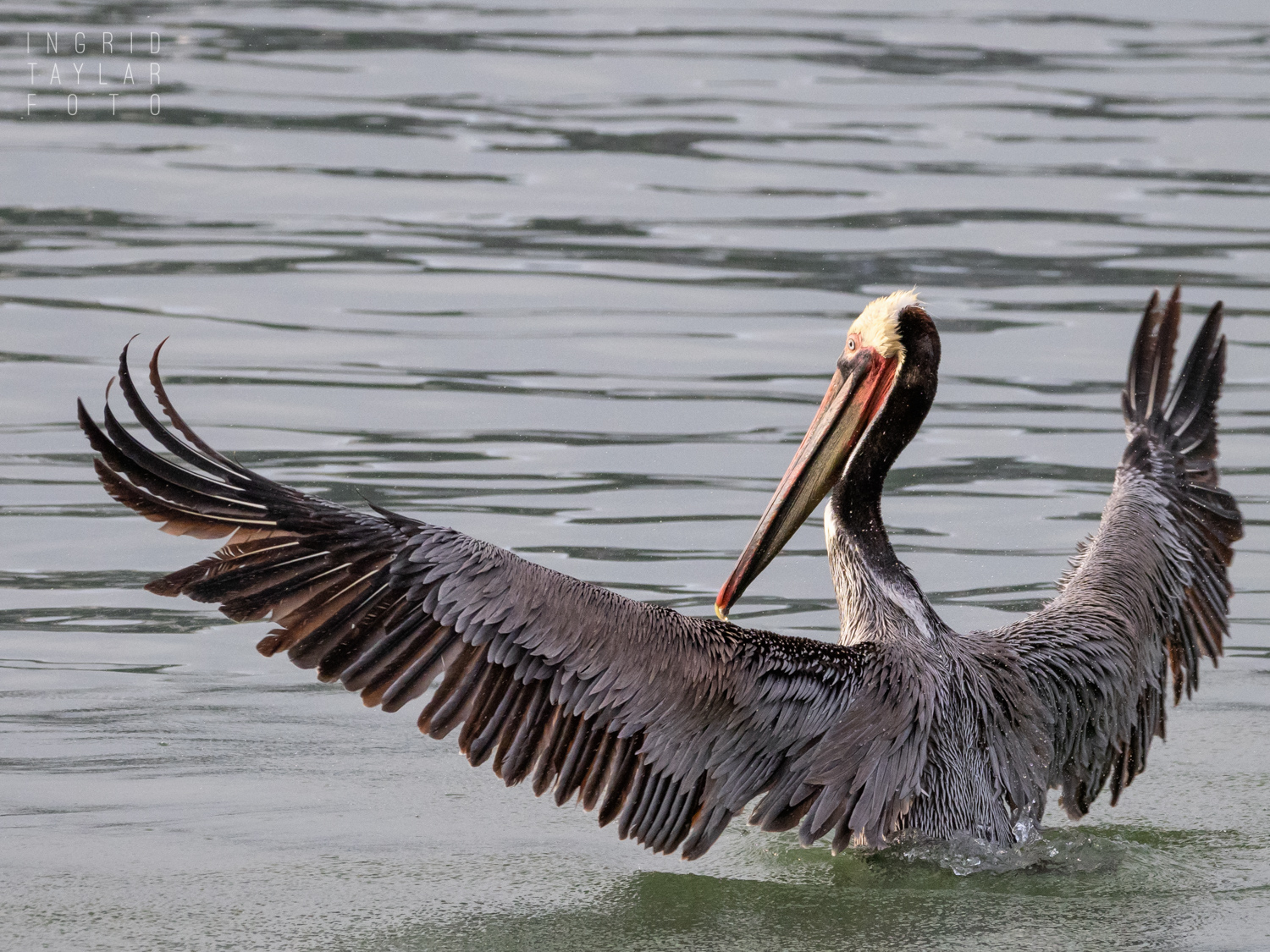 Brown Pelican Stretching Wings on San Francisco Bay