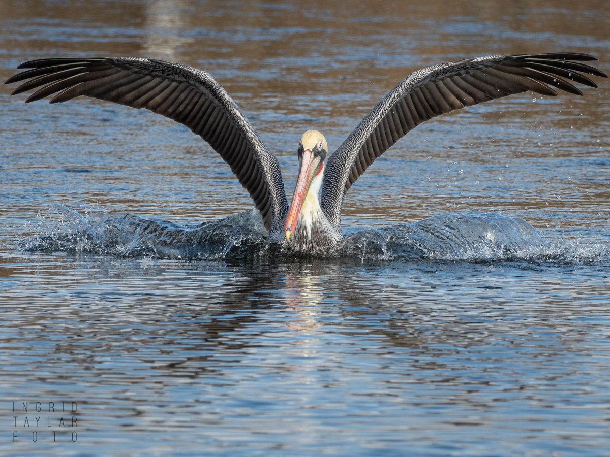 Brown Pelican Taking Off