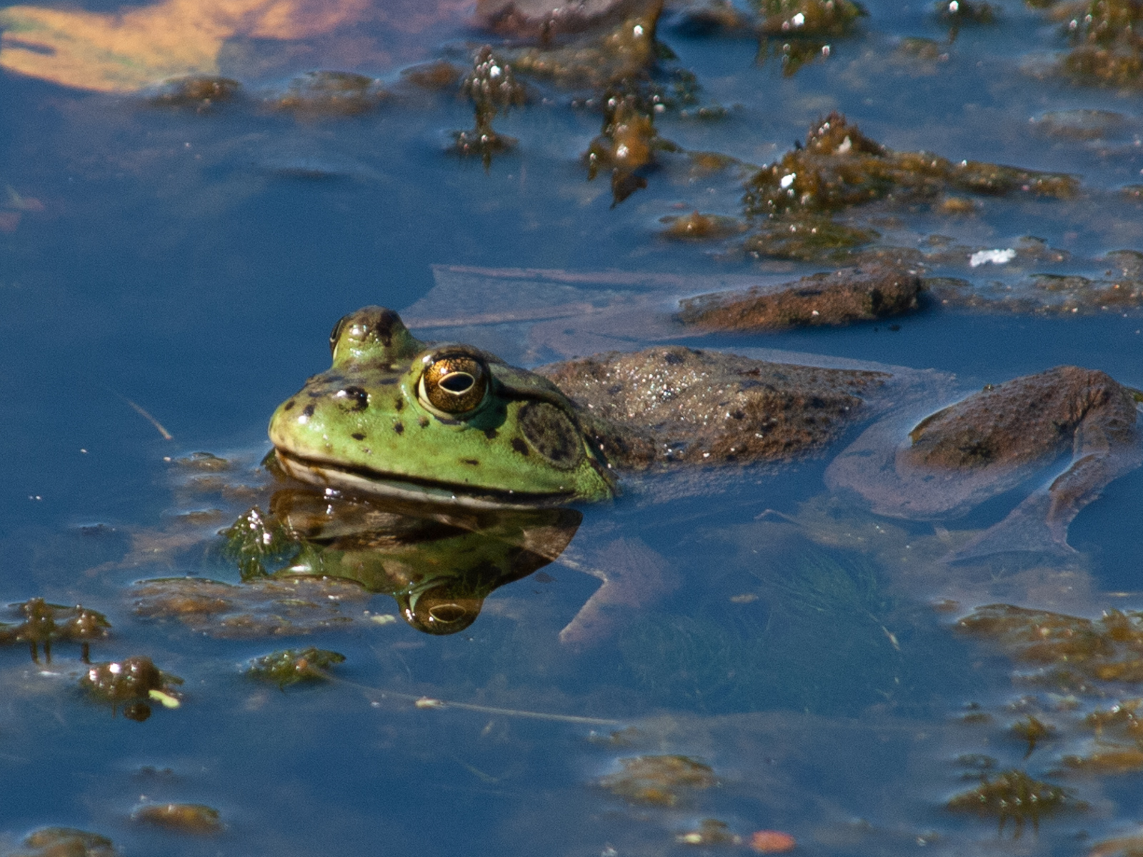Bullfrog in Pond