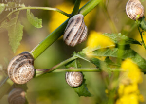 Cluster of Milk Snails at Palo Alto Baylands