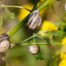 Cluster of Milk Snails at Palo Alto Baylands