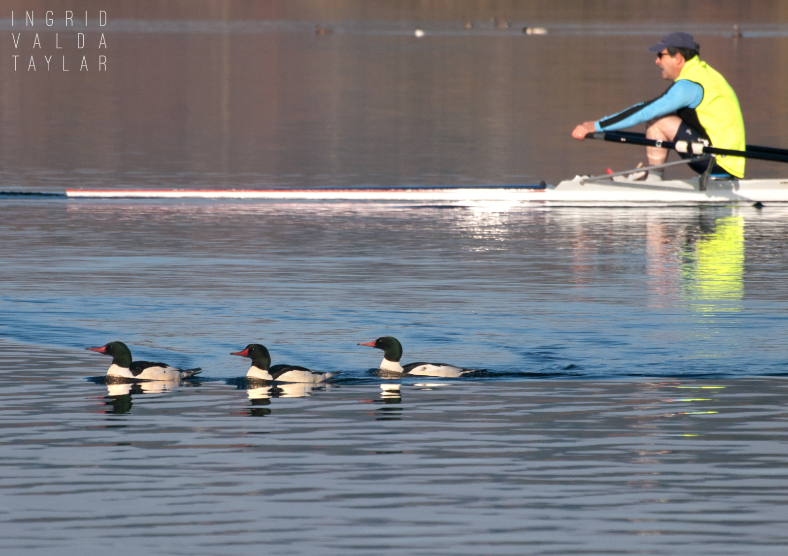 Common Mergansers and Rower on Lake Washington