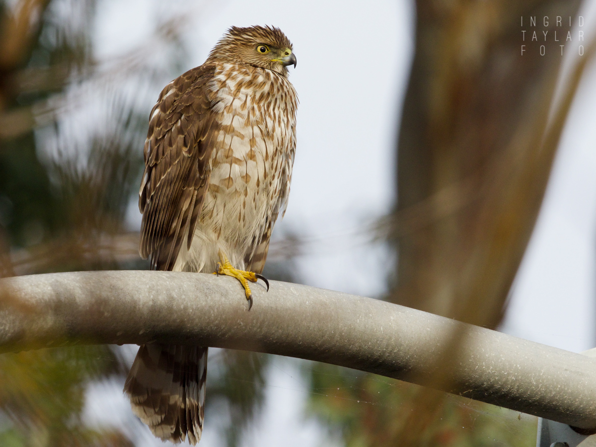 Cooper's Hawk Perched on Light Stand